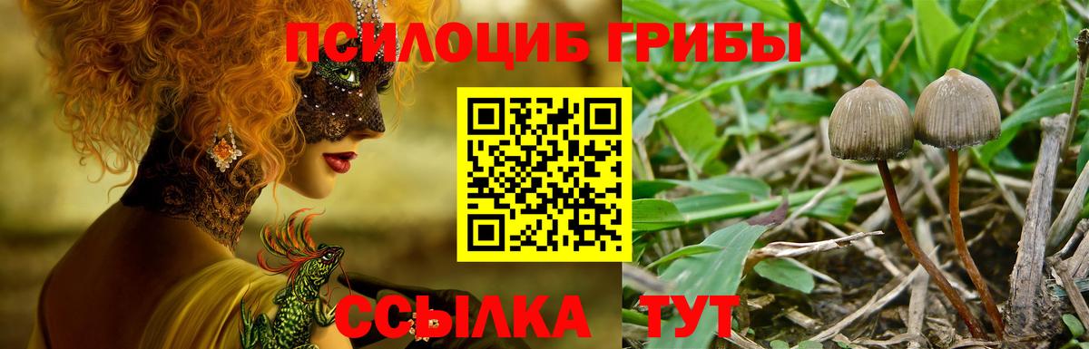 Псилоцибиновые грибы Psilocybe Зеленодольск